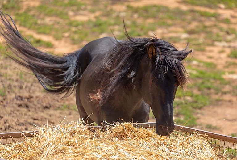 Pferd auf der Weide