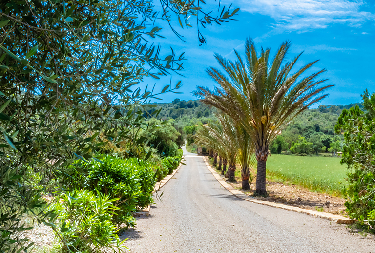 Zufahrt mit Palmen zur Finca
