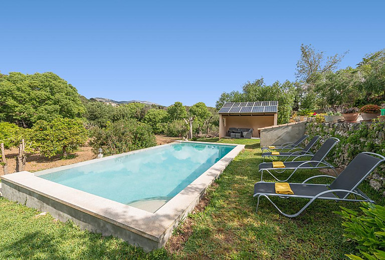 Bäume und Büsche im Garten am Pool